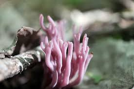 Attēlu rezultāti vaicājumam “Clavulina amethystina”