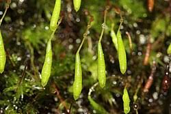 Attēlu rezultāti vaicājumam “Pohlia”