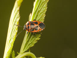 Attēlu rezultāti vaicājumam “Eurydema dominulus imago”