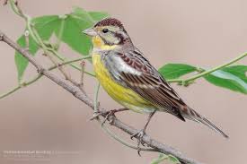 Image result for Emberiza aureola