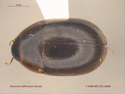 Attēlu rezultāti vaicājumam “Enochrus affinis”