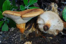 Attēlu rezultāti vaicājumam “Polyporus tuberaster”