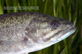 Image result for Micropterus