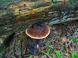 Attēlu rezultāti vaicājumam “Ischnoderma benzoinum”