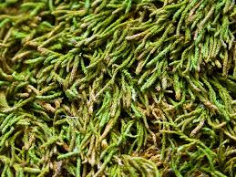 Attēlu rezultāti vaicājumam “Anomodon”