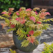 Attēlu rezultāti vaicājumam “Sorbaria sorbifolia flower”