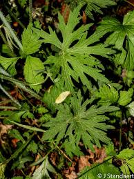 Attēlu rezultāti vaicājumam “Ranunculus acris leaf”