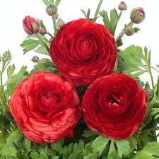 Attēlu rezultāti vaicājumam “Ranunculus mendax”