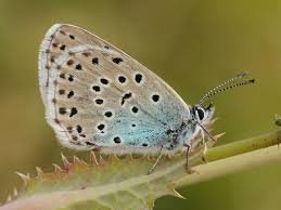 Attēlu rezultāti vaicājumam “Phengaris arion upperside”