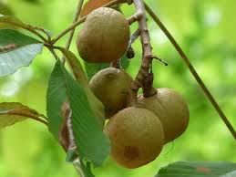 Attēlu rezultāti vaicājumam “Aesculus flava fruit”