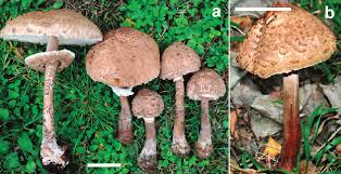Attēlu rezultāti vaicājumam “Macrolepiota”
