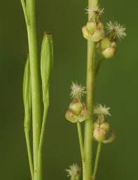 Attēlu rezultāti vaicājumam “Triglochin palustre fruit”