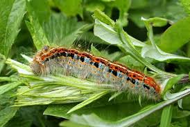 Attēlu rezultāti vaicājumam “Malacosoma castrensis larva”
