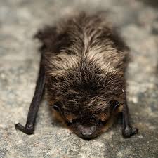 Attēlu rezultāti vaicājumam “Eptesicus nilssonii”