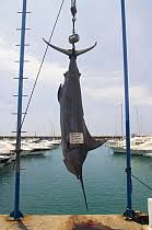 Image result for Makaira mazara