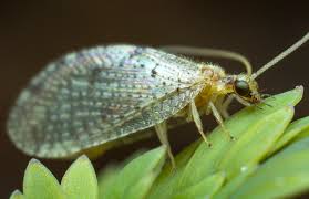 Attēlu rezultāti vaicājumam “Hemerobius perelegans”