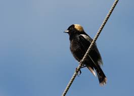 Image result for Dolichonyx oryzivorus