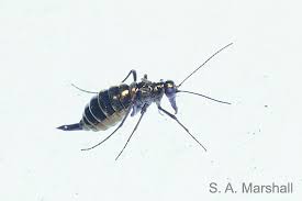 Attēlu rezultāti vaicājumam “Boreus”