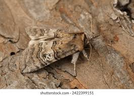 Attēlu rezultāti vaicājumam “Tethea or”