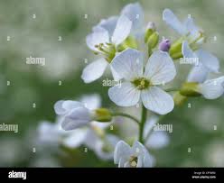 Attēlu rezultāti vaicājumam “Cardamine pratensis flower”