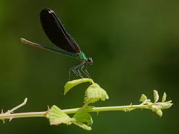 Attēlu rezultāti vaicājumam “Calopteryx virgo female”