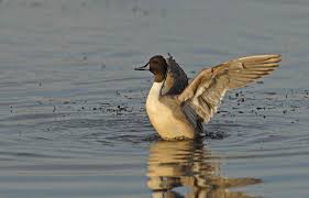 Attēlu rezultāti vaicājumam “Anas acuta male”