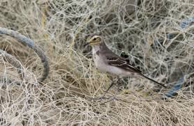 Attēlu rezultāti vaicājumam “Motacilla citreola”