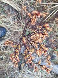 Attēlu rezultāti vaicājumam “Myrica gale fruit”