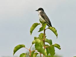 Image result for Sayornis phoebe