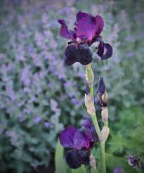 Attēlu rezultāti vaicājumam “Iris rosenbachiana”