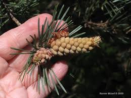Attēlu rezultāti vaicājumam “Pinus sylvestris fruit”