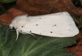 Attēlu rezultāti vaicājumam “Spilosoma lubricipeda”