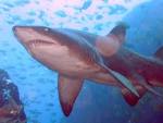 File:Grey Nurse Shark at Fish Rock Cave, NSW.jpg - Wikipedia, the ...