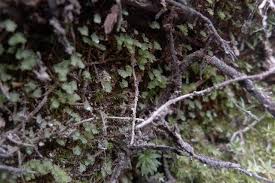 Attēlu rezultāti vaicājumam “Schistostega pennata”