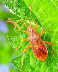 Attēlu rezultāti vaicājumam “Rhopalus maculatus”