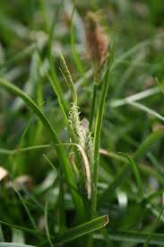 Attēlu rezultāti vaicājumam “Carex chordorrhiza leaf”