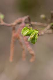 Attēlu rezultāti vaicājumam “Corylus avellana bud”
