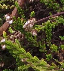 Attēlu rezultāti vaicājumam “Calluna vulgaris leaf”
