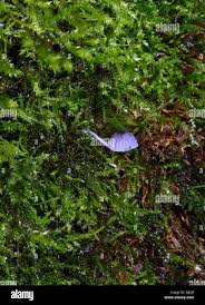 Attēlu rezultāti vaicājumam “Mycena pseudocorticola”