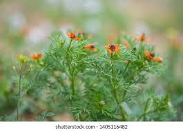 Image result for Adonis aestivalis