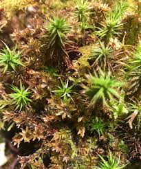 Attēlu rezultāti vaicājumam “Polytrichum juniperinum sporophyte”