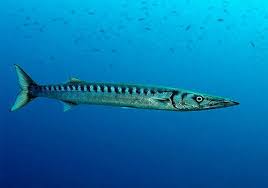 Image result for Sphyraena viridensis