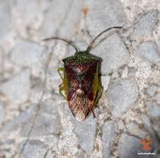 Attēlu rezultāti vaicājumam “Elasmostethus interstinctus”