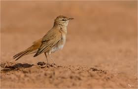 Image result for Cercotrichas galactotes