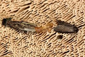 Attēlu rezultāti vaicājumam “Psychidae”