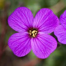 Attēlu rezultāti vaicājumam “Aubrieta deltoidea flower”