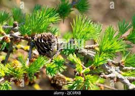 Attēlu rezultāti vaicājumam “Larix kaempferi female flower”