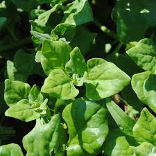 Image result for Neuseeländer Salat