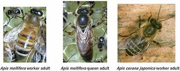 Attēlu rezultāti vaicājumam “Apis mellifera”