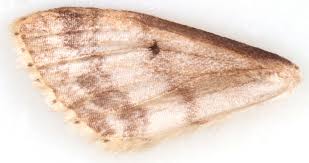 Attēlu rezultāti vaicājumam “Idaea biselata”